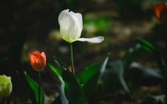 今日运势测算_2020农历年七月十四喜神方位在哪个方位？