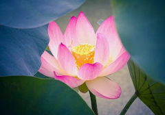 生辰八字算命_三种好命的八字特点有什么共同之处