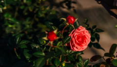 八字算命法_八字测算命中的伤残如何提前算命