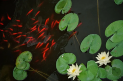 八字算命法_八字群比夺财格局如何制约呢？