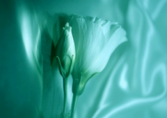 八字算命法_庚申年测算今年婚姻入婚的几率