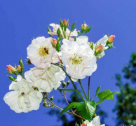 在线合婚_易经测算是否有“二婚命”！真人大师测算婚姻