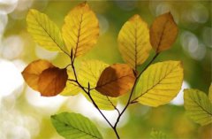 2020年立秋结婚登记好吗？结婚择日中国传统的结婚信物有哪些？（图解）