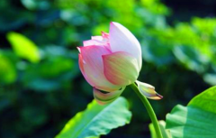 生肖运势_公元2020年7月4日星期六农历五月十四日运势分析（算命先生解析）