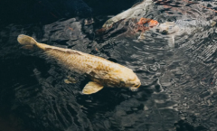 生辰八字分析_八字看什么人较爱面子（算命先生解析）