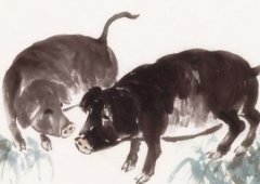 1971年出生的属猪人命运怎样？出生日算命生于几月好（图解）