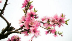 算命先生_八字看​哪些人有得抑郁症的危机（算命先生解析）