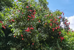 相面算命_解析印堂有悬针纹直破山根年寿的人会怎么样（算命先生解析）