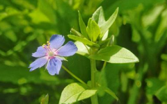 生辰八字分析_你知道八字里劫财多代表什么？（算命先生解析）