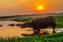 生肖运势_公元2020年7月14日星期二属相运势（算命先生解析）