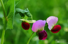 生辰八字分析_二婚发财的女命格局(算命先生解析)