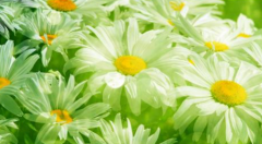 生辰八字分析_命带正印是什么意思（算命先生解析）