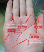 看相算命图解_不同手相智慧线的含义【图解】
