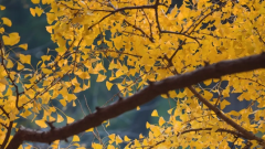 八字命理学_解析阴阳五行命理[案例]