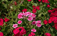 十二生肖运程_婚后魅力不减而增的生肖俏佳人(属相运势)