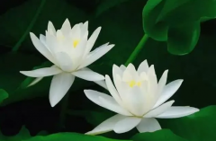 生肖运势_解说8月财富临门事业节节高升的四大生肖(事业)