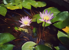 属相运势_解说让男人死心塌地的4大生肖(姻缘)