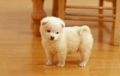 生肖运势_解析好运持续到年底的三大生肖人