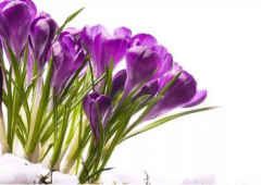 生肖算命_解说天生的洞察力强有商业头脑的生肖女