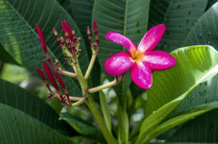 你知道2020年什么时候出生的孩子才是较有福气的么？（八字命理学）