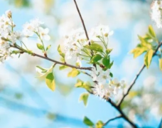 生肖运势_福气较好的4大生肖_生活条件会越来越好（生肖）