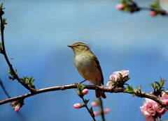 星座占卜_较容易让男人心软的星座女(星座)