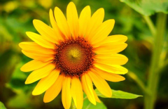 剖腹产的八字和顺产的八字有什么区别？（八字命理）