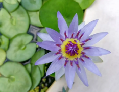 对人很亲切随和的四大生肖（生肖算命）