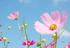 十二生肖运程_中事业一马平川的四大生肖(运势)