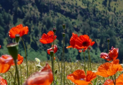 生肖算命_大师解析做什么事都非常负责任的几大生肖