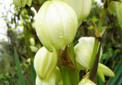 面相算命_大师分析哪些相出现时家中尽出怪事