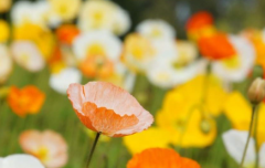 生肖算命_大师解析公元2020年8月5日星期三运势