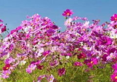 你知道什么面相的人运势弱么（面相）