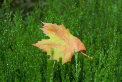 生肖算命_大师分析什么属相的人比较会利用自己的资源