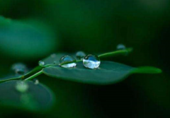 2020年是哪几位属相的桃花年