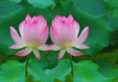 从八字分析什么命格的人有同性恋倾向