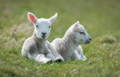 8月开始这四大生肖脱单在即（属相运程）