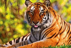 这两个生肖天生一对是上等婚配_看看有你们么?