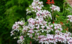 未来一周这三位属相的人将邂逅爱情有望脱单