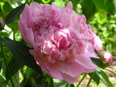 8月霉运转好运福运连连的生肖有哪些（属相算命）