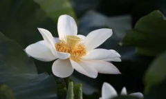 这几位属相的人在八月做什么都事半功倍（属相算命）