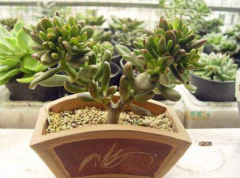 算命先生详解日主身旺走财运时可得财（四柱）