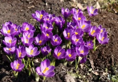 八月下旬可能会遭遇到小人的生肖（属相）