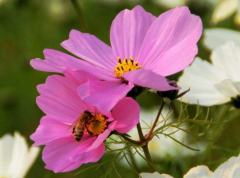 经商天赋好_善于经营的生肖人（属相）