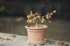 哪些物品放置时间过长会影响家居风水？