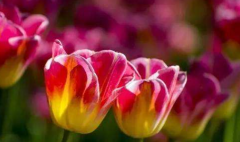 发起脾气来没人能拦的三大生肖！（性格）