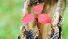 宅子出四喜家中出贵人_的四喜指什么？（家宅）