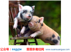 姻缘算命_属猪男配那个生肖属相较好？（图解）