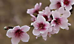 十二生肖运程_中遇正桃花整年如意的生肖人