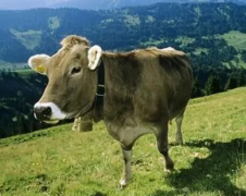 属相运势_上半年劳碌奔波_下半年时来运转的生肖人(转运)